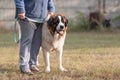 St. Bernard dog with owner