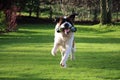 St Bernard Dog Playing With Toy In Garden Royalty Free Stock Photo