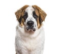 St.Bernard dog in portrait against white background