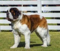 St. Bernard dog