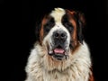 A Happy St. Bernard Dog Portrait