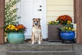 A St. Bernard Husky dog sits on the front door step of a house.