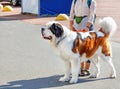 Portrait of a large St. Bernard walking for a walk with his hostess