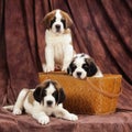 3 st-bernard puppies