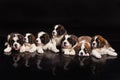 St. Bernard Puppies