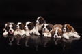 St. Bernard Puppies