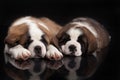 St. Bernard Puppies