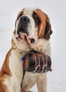 St. Bernard rescue dog with iconic barrel. Royalty Free Stock Photo