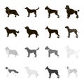 St. Bernard, retriever,doberman, labrador. Dog breeds set collection icons in black,monochrome style vector symbol stock