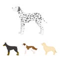 St. Bernard, retriever,doberman, labrador. Dog breeds set collection icons in cartoon style vector symbol stock