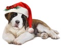 St. Bernard`s dog in Santa`s hat. Watercolor painting