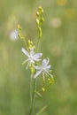 St Bernard\'s lily (Anthericum ramosum) in bloom. Royalty Free Stock Photo