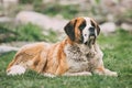 St. Bernard Or St Bernard Dog Sit Outdoor In Green Spring Meadow