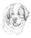 St. Bernard vector hand drawing portrait