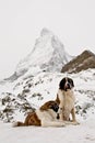 St. Bernardine dogs and Matterhorn