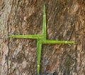 A St. Brigid\'s Cross, made from fresh green rushes, with a tree bark background.