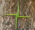 A St. Brigid\'s Cross, made from fresh green rushes, with a tree bark background.