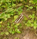 1st Butterfly Insect Nature Forrest