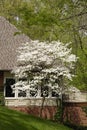 ST. CHARLES, UNITED STATES - Dec 23, 0208: dogwood tree