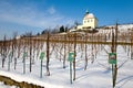 St. Clara vineyards, Troja, Prague, Czech republic Royalty Free Stock Photo