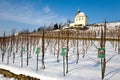 St. Clara vineyards, Troja, Prague, Czech republic