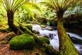 St Columba Falls in Tasmania Australia Royalty Free Stock Photo