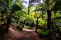 St Columba Falls in Tasmania Australia Royalty Free Stock Photo