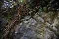 St Columba's Cave Detail - Roots Overhanging The Escarpment