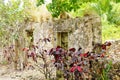 St croix usvi botanical garden croton near ruins