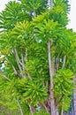 St croix usvi botanical garden dangerous euphorbia teke