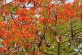 St croix usvi botanical garden royal poinciana seed pods