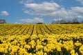 St Davids day celebrations with daffodils Welsh national flag and Welsh cakes Royalty Free Stock Photo