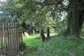 Saint Gwynno church grave yard