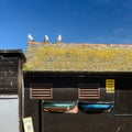 St Ives seagulls