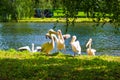 St James`s Park lake pelicans London United Kingdom