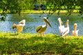 St James`s Park lake pelicans London United Kingdom