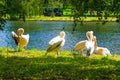 St James`s Park lake pelicans London United Kingdom