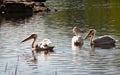 White pelicans - II - St James Park - London