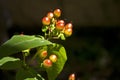 St. John's wort Royalty Free Stock Photo