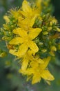 St John's wort