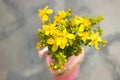 St John`s wort is blooming in pink vase. It is herb that is favourable for psyche