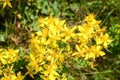 St. JohnÃÂ´s Wort in blossom. Blooming yellow flowers on mountain at summer. Bunch of Hypericum perforatum on the meadow. Close up