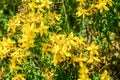 St. JohnÃÂ´s Wort in blossom. Blooming yellow flowers on mountain at summer. Bunch of Hypericum perforatum on the meadow. Close up