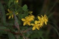 St John's Wort Royalty Free Stock Photo