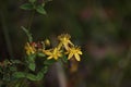 St John's Wort