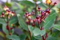 St. John\'s Wort Flower Hypericum Androsaemum, Albury Purple Royalty Free Stock Photo