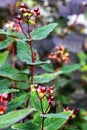 St. John\'s Wort Flower Hypericum Androsaemum, Albury Purple Royalty Free Stock Photo