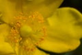 St. John`s wort flower - hypericum Royalty Free Stock Photo
