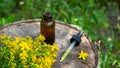 St. John's wort flower oil in a glass bottle. on a wooden background. Royalty Free Stock Photo