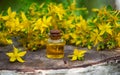 St. John's wort flower oil in a glass bottle. on a wooden background. Royalty Free Stock Photo